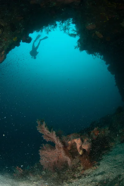 Diver, sea fan in Ambon, Maluku, Indonesia underwater photo — Stock Photo, Image