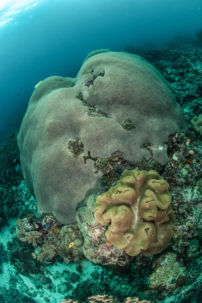 Setas de cuero coral, arrecife de coral en Ambon, Maluku Indonesia foto submarina —  Fotos de Stock