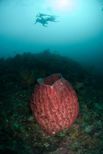 Nurków, olbrzym baryłkę gąbka w Ambon, Zdjęcie podwodne Maluku, Indonezja — Zdjęcie stockowe