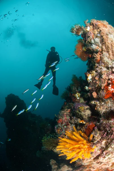 Tuffatore, stella piuma, barriera corallina ad Ambon, Maluku, Indonesia foto subacquea — Foto Stock