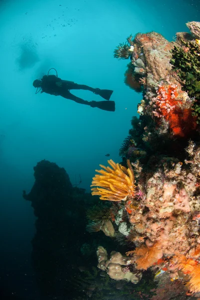 Buceador, estrella de plumas, arrecife de coral en Ambon, Maluku, Indonesia foto submarina —  Fotos de Stock