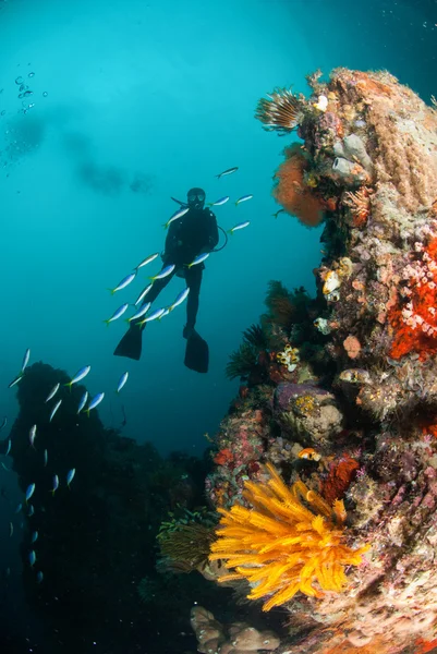 Tuffatore, stella piuma, barriera corallina ad Ambon, Maluku, Indonesia foto subacquea — Foto Stock