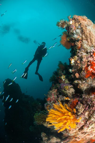 Mergulhador, estrela de penas, recife de coral em Ambon, Maluku, Indonésia foto subaquática — Fotografia de Stock