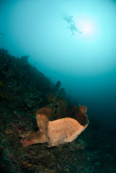 Plongeurs, éponge à Ambon, Maluku, Indonésie photo sous-marine — Photo