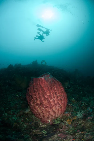 Divers, giant barrel sponge in Ambon, Maluku, Indonesia underwater photo — Stock Photo, Image