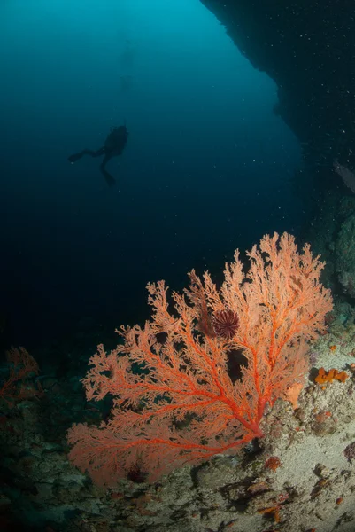 Buceador, ventilador de mar en Ambon, Maluku, Indonesia foto submarina —  Fotos de Stock