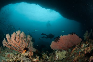 Dalgıç, deniz fan Ambon, Maluku, Endonezya sualtı fotoğraf içinde