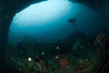 Dalgıç, piramit butterflyfish Ambon, Maluku, Endonezya sualtı fotoğraf içinde
