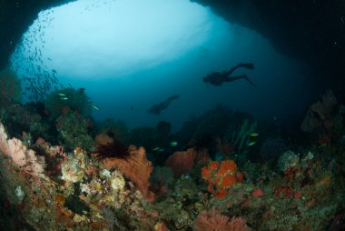 Dalgıç, deniz fan Ambon, Maluku, Endonezya sualtı fotoğraf içinde