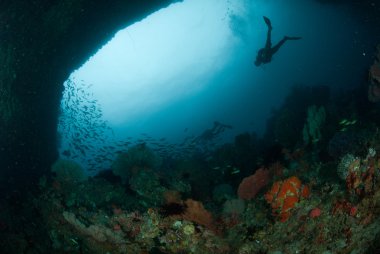 Dalgıç, deniz fan Ambon, Maluku, Endonezya sualtı fotoğraf içinde