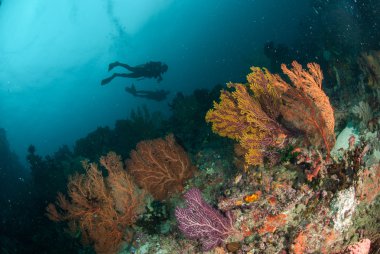 Dalgıçlar, deniz fan Ambon, Maluku, Endonezya sualtı fotoğraf içinde