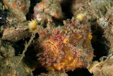 Ambon, Maluku, Endonezya sualtı fotoğraf çilli frogfish