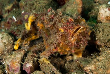 Ambon, Maluku, Endonezya sualtı fotoğraf çilli frogfish