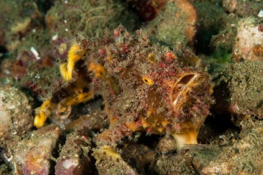 Ambon, Maluku, Endonezya sualtı fotoğraf çilli frogfish