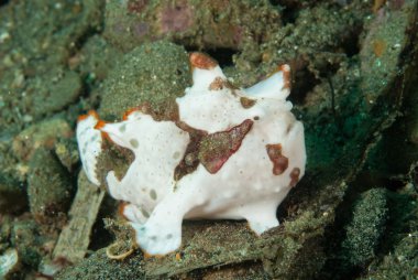 Ambon, Maluku, Endonezya sualtı fotoğraf içinde boyalı frogfish