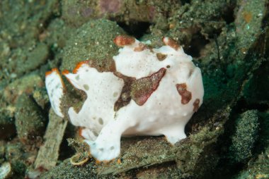 Ambon, Maluku, Endonezya sualtı fotoğraf içinde boyalı frogfish