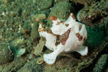 Ambon, Maluku, Endonezya sualtı fotoğraf içinde boyalı frogfish