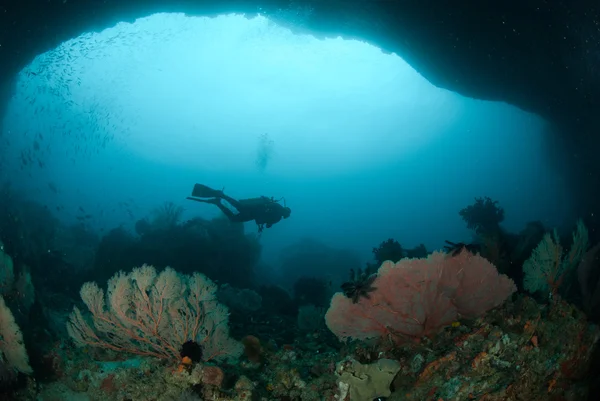 Diver, sea fan in Ambon, Maluku, Indonesia underwater photo — Stock Photo, Image