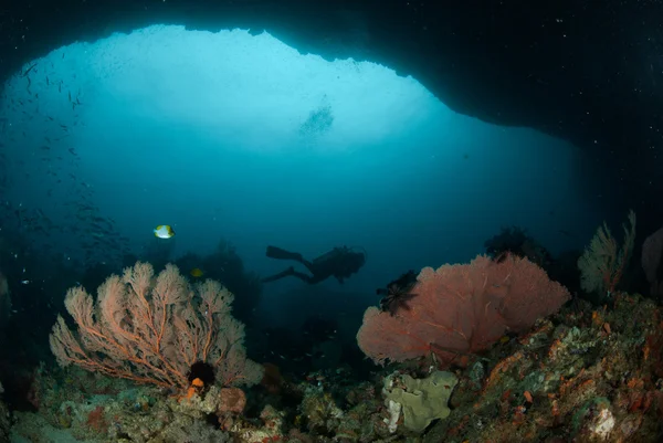Buceador, ventilador de mar en Ambon, Maluku, Indonesia foto submarina —  Fotos de Stock