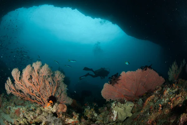 Buceador, ventilador de mar en Ambon, Maluku, Indonesia foto submarina —  Fotos de Stock