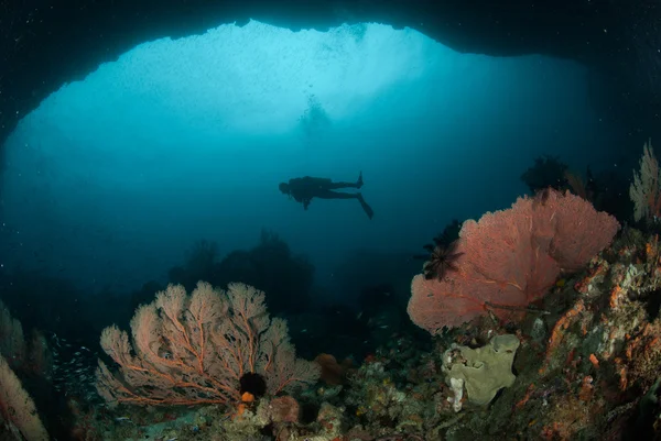 Diver, sea fan in Ambon, Maluku, Indonesia underwater photo — Stock Photo, Image