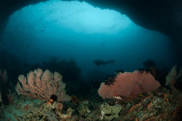 Diver, sea fan in Ambon, Maluku, Indonesia underwater photo — Stock Photo, Image
