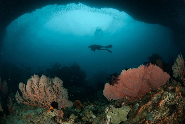 Δύτης, θάλασσα ανεμιστήρα στο Ambon, υποβρύχια φωτογραφία Μαλούκου, Ινδονησία — Φωτογραφία Αρχείου