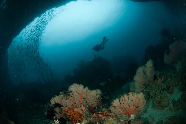 Mergulhador, ventilador do mar em Ambon, Maluku, Indonésia foto subaquática — Fotografia de Stock