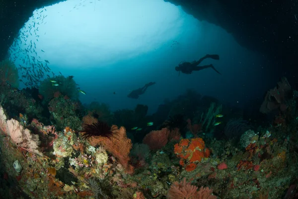 潜水员，海扇在安汶，印度尼西亚马鲁古群岛的水下照片 — 图库照片