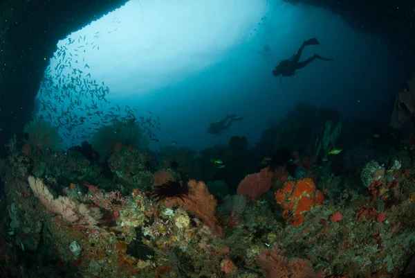 Nurek, morze wentylator w Ambon, Zdjęcie podwodne Maluku, Indonezja — Zdjęcie stockowe