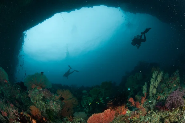 Dalgıç, deniz fan Ambon, Maluku, Endonezya sualtı fotoğraf içinde