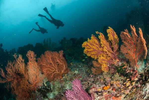 Divers, sea fan in Ambon, Maluku, Indonesia underwater photo — Stock Photo, Image