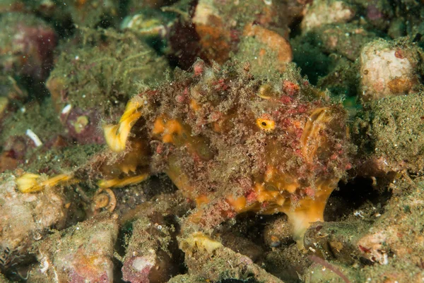 Freckled frogfish in Ambon, Maluku, Indonesia underwater photo — Stock Photo, Image