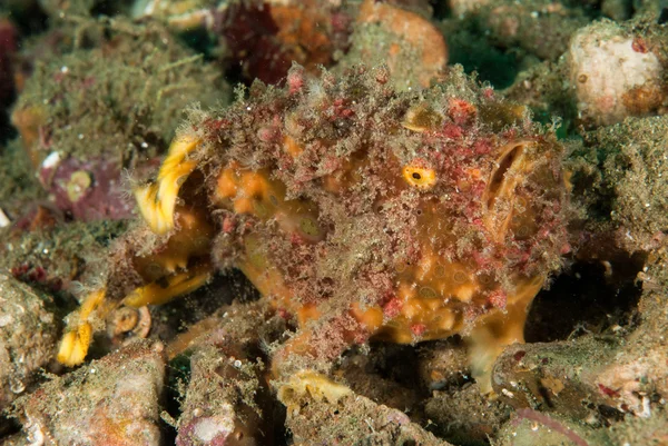 Φακιδωμένος frogfish στο Ambon, υποβρύχια φωτογραφία Μαλούκου, Ινδονησία — Φωτογραφία Αρχείου