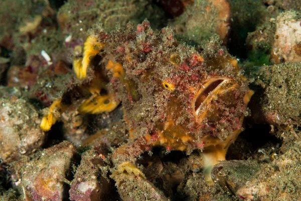 Sapo sardento em Ambon, Maluku, Indonésia foto subaquática — Fotografia de Stock