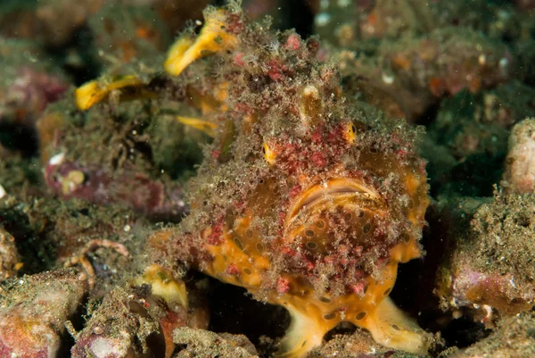 Φακιδωμένος frogfish στο Ambon, υποβρύχια φωτογραφία Μαλούκου, Ινδονησία — Φωτογραφία Αρχείου