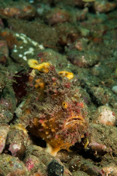 Pihovatý frogfish Ambon, Moluky, Indonésie podvodní fotografie — Stock fotografie
