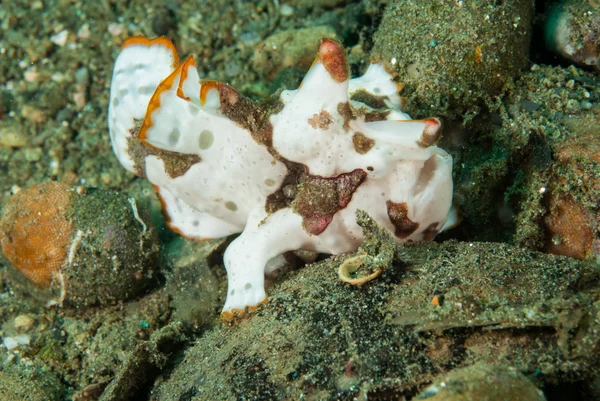 Ambon, Maluku, Endonezya sualtı fotoğraf içinde boyalı frogfish