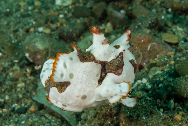 Χειροποίητη frogfish στο Ambon, υποβρύχια φωτογραφία Μαλούκου, Ινδονησία — Φωτογραφία Αρχείου