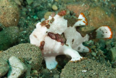 Ambon, Maluku, Endonezya sualtı fotoğraf içinde boyalı frogfish