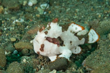 Ambon, Maluku, Endonezya sualtı fotoğraf içinde boyalı frogfish