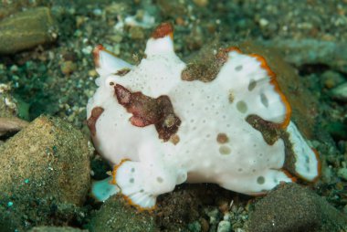 Ambon, Maluku, Endonezya sualtı fotoğraf içinde boyalı frogfish