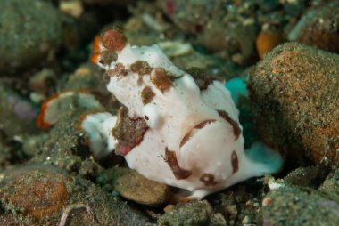 Ambon, Maluku, Endonezya sualtı fotoğraf içinde boyalı frogfish