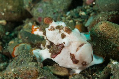 Ambon, Maluku, Endonezya sualtı fotoğraf içinde boyalı frogfish