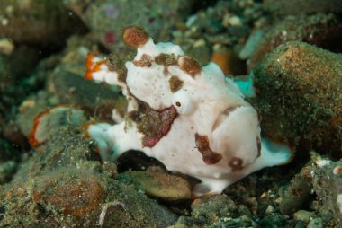 Ambon, Maluku, Endonezya sualtı fotoğraf içinde boyalı frogfish