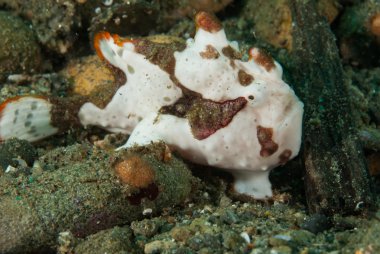 Ambon, Maluku, Endonezya sualtı fotoğraf içinde boyalı frogfish