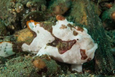 Ambon, Maluku, Endonezya sualtı fotoğraf içinde boyalı frogfish