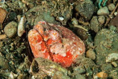 Sürüngen yılan yılan balığı Ambon, Maluku, Endonezya sualtı fotoğraf içinde