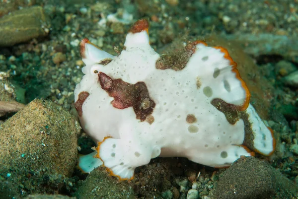 Ambon, Maluku, Endonezya sualtı fotoğraf içinde boyalı frogfish