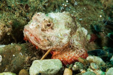 Şeytan scorpionfish Ambon, Maluku, Endonezya sualtı fotoğraf içinde